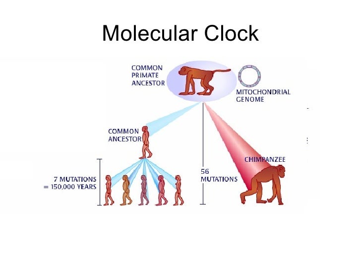Honors Biology Evolution