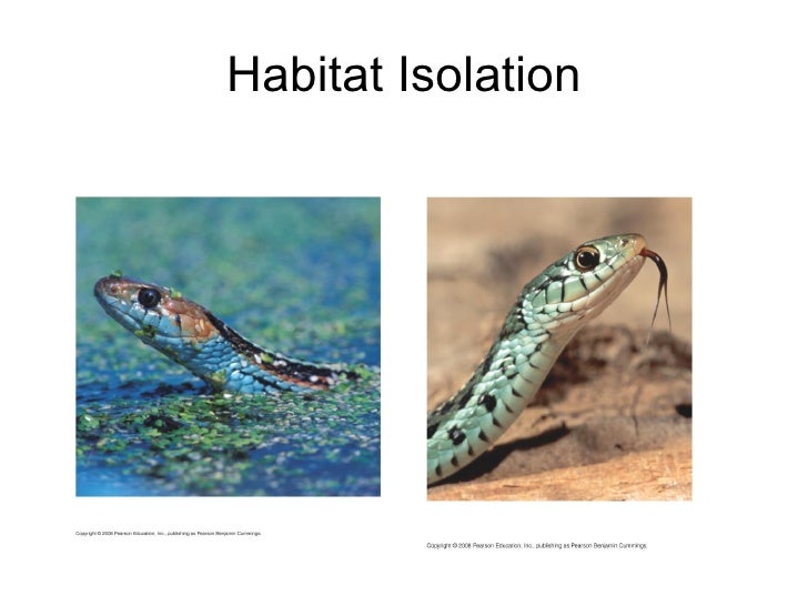 Honors Biology Evolution