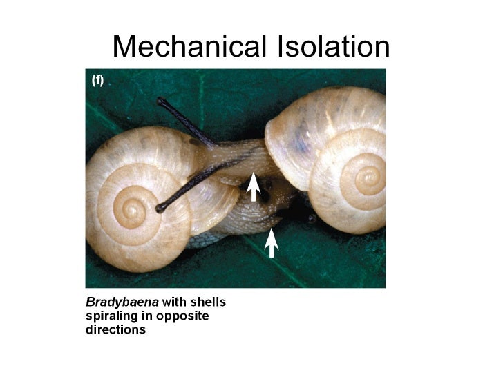 hybrid fertility reduced b. Evolution Biology Honors hybrid fertility reduced b. Evolution Biology Honors