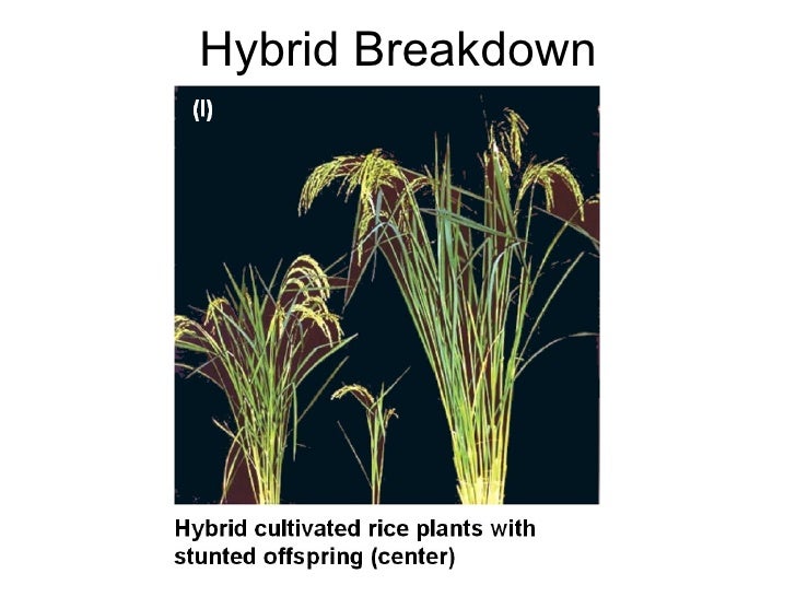 Honors Biology Evolution
