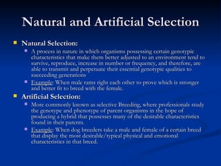 Natural and Artificial Selection Natural Selection: A process in nature in which organisms possessing certain genotypic characteristics that make them better adjusted to an environment tend to survive, reproduce, increase in number or frequency, and therefore, are able to transmit and perpetuate their essential genotypic qualities to succeeding generations  Example : When male rams right each other to prove which is stronger and better fit to breed with the female. Artificial Selection: More commonly known as selective Breeding, where professionals study the genotype and phenotype of parent organisms in the hope of producing a hybrid that possesses many of the desirable characteristics found in their parents.  Example : When dog breeders take a male and female of a certain breed that display the most desirable/typical physical and emotional characteristics in that breed. 