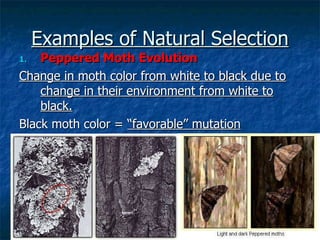 Evolution | PPT