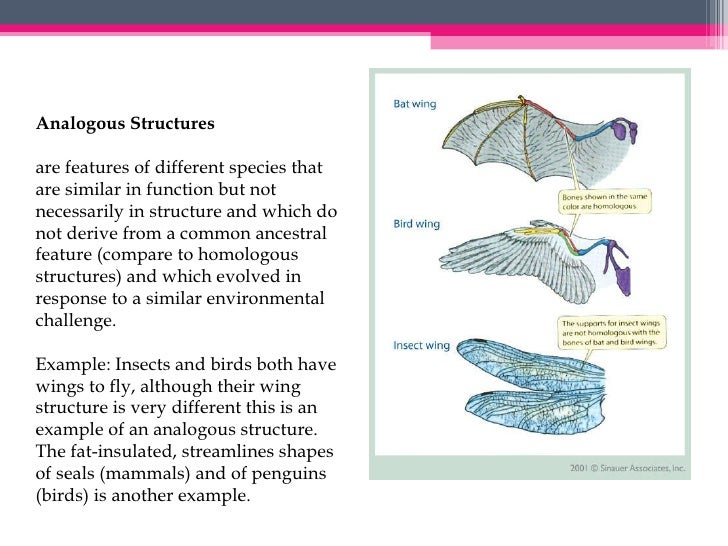Ib Biology Evolution