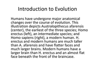 Introduction to Evolution
Humans have undergone major anatomical
changes over the course of evolution. This
illustration depicts Australopithecus afarensis
(center), the earliest of the three species; Homo
erectus (left), an intermediate species; and
Homo sapiens (right), a modern human. H.
erectus and modern humans are much taller
than A. afarensis and have flatter faces and
much larger brains. Modern humans have a
larger brain than H. erectus and an almost flat
face beneath the front of the braincase.
 