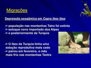 Migrações
Depressão exogâmica em Capra ibex ibex

-> população nas montanhas Tatra foi extinta
-> estoque novo importado doa Alpes
-> e posteriormente da Turquia


-> O ibex da Turquia tinha uma
 estação reprodutiva mais cedo
-> pairou em fevereiro, o mês
 mais frio nas montanhas Tantra
http://www.funet.fi/pub/sci/bio/life/mammalia/artiodactyla/bovidae/capra/ibex-1.jpg
 