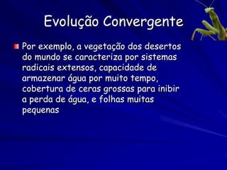 Evolução Convergente
Por exemplo, a vegetação dos desertos
do mundo se caracteriza por sistemas
radicais extensos, capacidade de
armazenar água por muito tempo,
cobertura de ceras grossas para inibir
a perda de água, e folhas muitas
pequenas
 