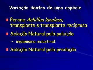 Variação dentro de uma espécie

Perene Achillea lanulosa,
transplante e transplante recíproca
Seleção Natural pela poluição
– melanismo industrial
Seleção Natural pela predação
 
