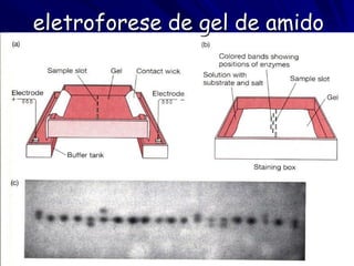 eletroforese de gel de amido
 