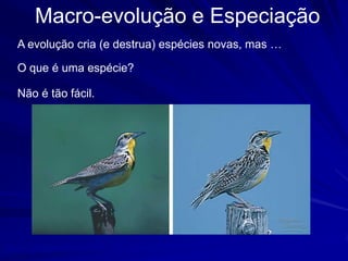 Macro-evolução e Especiação
   A‫‏‬evolução‫‏‬cria‫(‏‬e‫‏‬destrua)‫‏‬espécies‫‏‬novas,‫‏‬mas‫‏…‏‬

   O que é uma espécie?

   Não é tão fácil.




These are members of different species - eastern (left) and western (right) meadowlark.
 