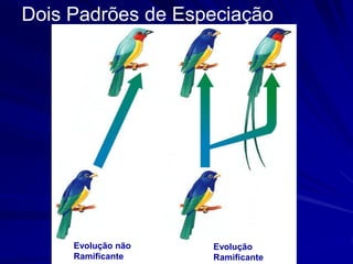 Dois Padrões de Especiação




     Evolução não   Evolução
     Ramificante    Ramificante
 