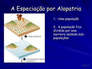 A Especiação por Alopatria
              •   1. Uma população

              •   2. A população fica
                  dividida por uma
                  barreira isolando sub-
                  populações




                                      Figure 5.2
 