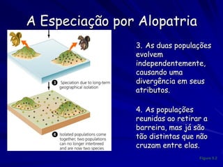 A Especiação por Alopatria
              •   3. As duas populações
                  evolvem
                  independentemente,
                  causando uma
                  divergência em seus
                  atributos.

              •   4. As populações
                  reunidas ao retirar a
                  barreira, mas já são
                  tão distintas que não
                  cruzam entre elas.
                                    Figure 5.2
 