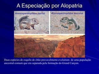 A Especiação por Alopatria
         Ammospermophilus harrisii     Ammospermophilus leucurus




Duas espécies de esquilo de chão provavelmente evoluíram de uma população
ancestral comum que era separada pela formação do Grand Canyon.
 