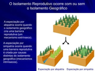 O Isolamento Reprodutivo ocorre com ou sem
             o Isolamento Geográfico


A especiação por
alopatria ocorre quando
o isolamento geográfico
cria uma barreira
reprodutiva (um
mecanismo extrínseco).

A especiação por
simpatria ocorre quando
uma barreira reprodutiva
é criada por causas
distintas do isolamento
geográfico (mecanismos
intrínsecos).

                           Especiação por alopatria   Especiação por simpatria
 
