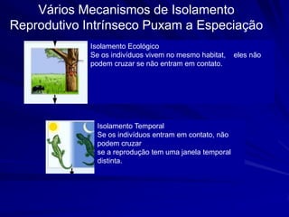 Vários Mecanismos de Isolamento
Reprodutivo Intrínseco Puxam a Especiação
             Isolamento Ecológico
             Se os indivíduos vivem no mesmo habitat,        eles não
             podem cruzar se não entram em contato.

            (different habits within an overlapping range)




               Isolamento Temporal
               Se os indivíduos entram em contato, não
               podem cruzar
               se a reprodução tem uma janela temporal
               distinta.
 