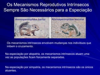 Os Mecanismos Reprodutivos Intrínsecos
Sempre São Necessários para a Especiação
       Ammospermophilus harrisii    Ammospermophilus leucurus




 Os mecanismos intrínsecos envolvem mudanças nos indivíduos que
 inibem o cruzamento.

Na especiação por alopatria, os mecanismos intrínsecos atuam uma
vez as populações ficam fisicamente separadas.


Na especiação por simpatria, os mecanismos intrínsecos são os únicos
atuantes.
 