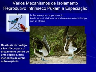 Vários Mecanismos de Isolamento
 Reprodutivo Intrínseco Puxam a Especiação
                        Isolamento por comportamento
                        Ainda se os indivíduos reproduzem ao mesmo tempo,
                        não se atraem.




Os rituais de cortejo
são críticos para o
cruzamento dentro de
uma espécie, mas
ineficazes de atrair
outra espécie.
 