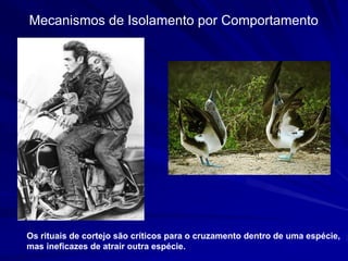 Mecanismos de Isolamento por Comportamento




Os rituais de cortejo são críticos para o cruzamento dentro de uma espécie,
mas ineficazes de atrair outra espécie.
 