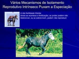 Vários Mecanismos de Isolamento
Reprodutivo Intrínseco Puxam a Especiação
          A não fertilidade híbrida
          Ainda se acontece a fertilização, as proles podem não
          Sobreviver, ou se sobrevivem, podem não reproduzir
 