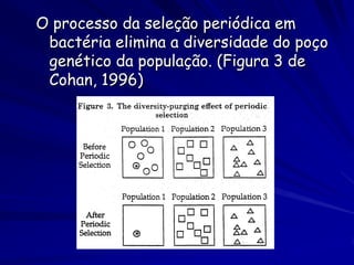 O processo da seleção periódica em
 bactéria elimina a diversidade do poço
 genético da população. (Figura 3 de
 Cohan, 1996)
 