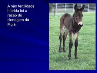 A não fertilidade
híbrida foi a
razão do
clonagem da
Mula
 