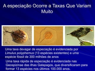 A especiação Ocorre a Taxas Que Variam
                Muito




Uma taxa devagar de especiação é evidenciada por
Limulus polyphemus (13 espécies existentes) e uma
espécie fóssil de 300 milhões de anos
Uma taxa rápida de especiação é evidenciada nas
Geospizinae das ilhas Galapagos, que diversificaram para
formar 13 espécies nos últimos 100.000 anos.
 