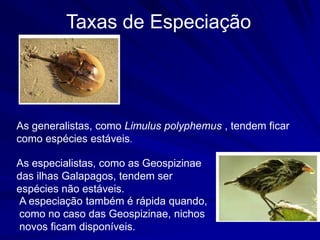 Taxas de Especiação




As generalistas, como Limulus polyphemus , tendem ficar
como espécies estáveis.

As especialistas, como as Geospizinae
das ilhas Galapagos, tendem ser
espécies não estáveis.
A especiação também é rápida quando,
como no caso das Geospizinae, nichos
novos ficam disponíveis.
 