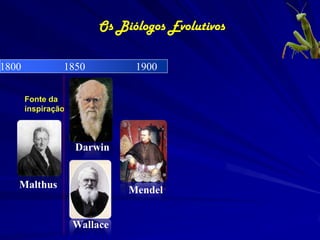 Os Biólogos Evolutivos

1800            1850           1900

       Fonte da
       inspiração



                    Darwin


   Malthus                    Mendel


                    Wallace
 