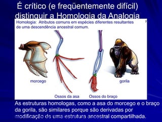 É crítico (e freqüentemente difícil)
distinguir a Homologia da Analogia
Homologia: Atributos comuns em espécies diferentes resultantes
de uma descendência ancestral comum.




       morcego                                         gorila


                    Ossos da asa      Ossos do braço
As estruturas homologas, como a asa do morcego e o braço
da gorila, são similares porque são derivadas por
Homology is the de uma estrutura ancestral compartilhada.
modificação key to establishing phylogenies.
 