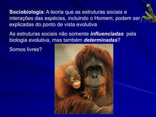 Sociobiologia: A teoria que as estruturas sociais e
interações das espécies, incluindo o Homem, podem ser
explicadas do ponto de vista evolutiva
As estruturas sociais não somente influenciadas pela
biologia evolutiva, mas também determinadas?
Somos livres?
 