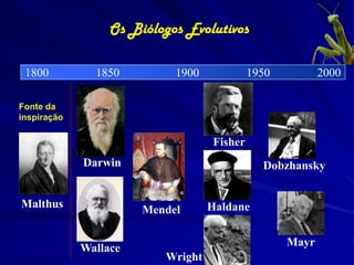 Os Biólogos Evolutivos

 1800          1850         1900            1950          2000

Fonte da
inspiração

                                   Fisher
             Darwin                           Dobzhansky


Malthus                            Haldane
                       Mendel

                                                   Mayr
             Wallace
                          Wright
 