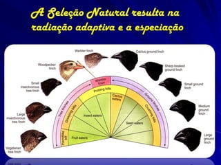 A Seleção Natural resulta na
radiação adaptiva e a especiação
 
