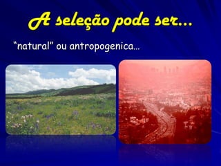 A seleção pode ser…
“natural” ou antropogenica…
 