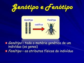 Genótipo e Fenótipo
          Genótipo              Fenótipo

                     codifica




Genótipo – todo o matéria genética de um
indivíduo (os genes)‫‏‬
Fenótipo – os atributos físicos do indivíduo
 
