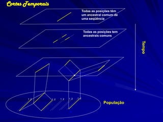 Cortes Temporais
                                           Todas as posições têm
                                           um ancestral comum de
                                           uma seqüência



                                           Todas as posições tem
                                           ancestrais comuns




                                                                   Tempo
         1 2       1 2   1 2   1 2   1 2

                                                       População

     1                         N
 