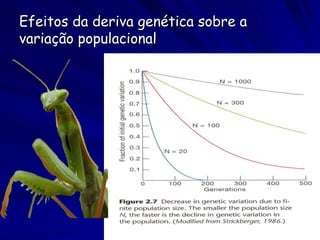 Efeitos da deriva genética sobre a
variação populacional
 