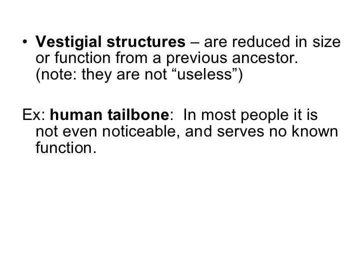 phylogeny used in a sentence