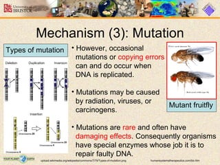 Evolution | PPT