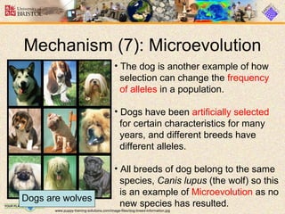 Evolution | PPT