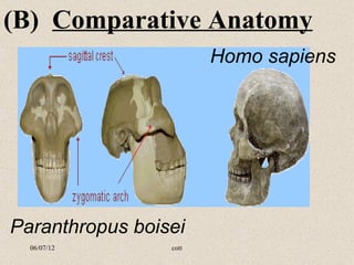 (B) Comparative Anatomy
                                    Homo sapiens




  Paranthropus boisei
   06/07/12        cott
 