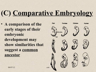 (C) Comparative Embryology
• A comparison of the
  early stages of their
  embryonic
  development may
  show similarities that
  suggest a common
  ancestor

    06/07/12               cott
 