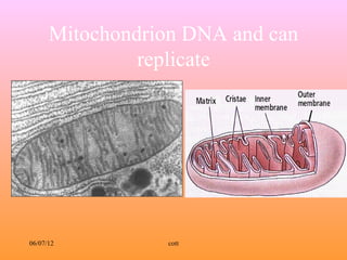 Mitochondrion DNA and can
               replicate




06/07/12         cott
 