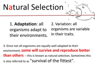 Natural Selection
     1. Adaptation: all  2. Variation: all
     organisms adapt to organisms are variable
     their environments. in their traits.

3. Since not all organisms are equally well adapted to their
environment, some will survive and reproduce better
than others -- this is known as natural selection. Sometimes this
is also referred to as "survival   of the fittest".
 