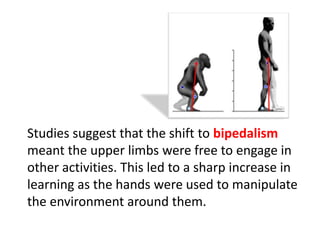 Studies suggest that the shift to bipedalism
meant the upper limbs were free to engage in
other activities. This led to a sharp increase in
learning as the hands were used to manipulate
the environment around them.
 