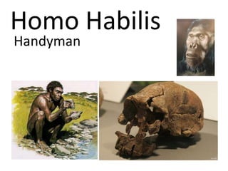Homo Habilis
Handyman
 