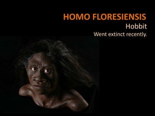HOMO FLORESIENSIS
                   Hobbit
      Went extinct recently.
 