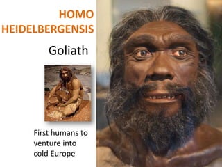 HOMO
HEIDELBERGENSIS
         Goliath




     First humans to
     venture into
     cold Europe
 