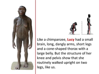 Like a chimpanzee, Lucy had a small
brain, long, dangly arms, short legs
and a cone-shaped thorax with a
large belly. But the structure of her
knee and pelvis show that she
routinely walked upright on two
legs, like us.
 