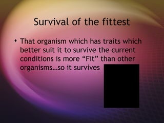 Survival of the fittest That organism which has traits which better suit it to survive the current conditions is more “Fit” than other organisms…so it survives 