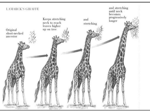 Inheritance Of Characteristics In Natural Selection Inheritance Of Characteristics In Natural Selection